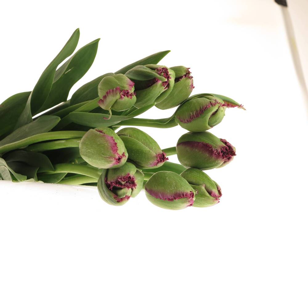 Franz.lila Gorilla 55 Gramm 60cm