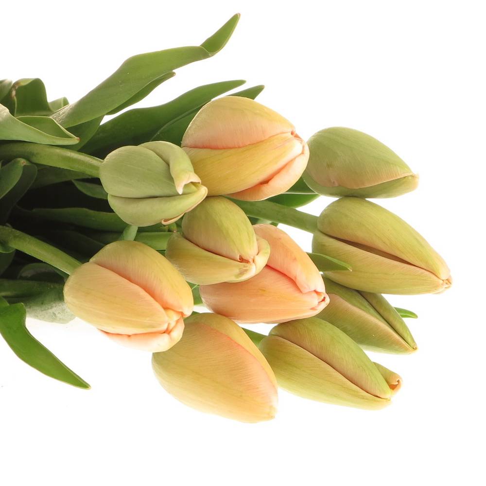 Franz.apricot Menton 60 Gramm 55cm