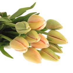 Franz.apricot Menton 60 Gramm 55cm