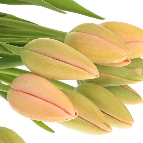 Franz.apricot Menton 60 Gramm 55cm