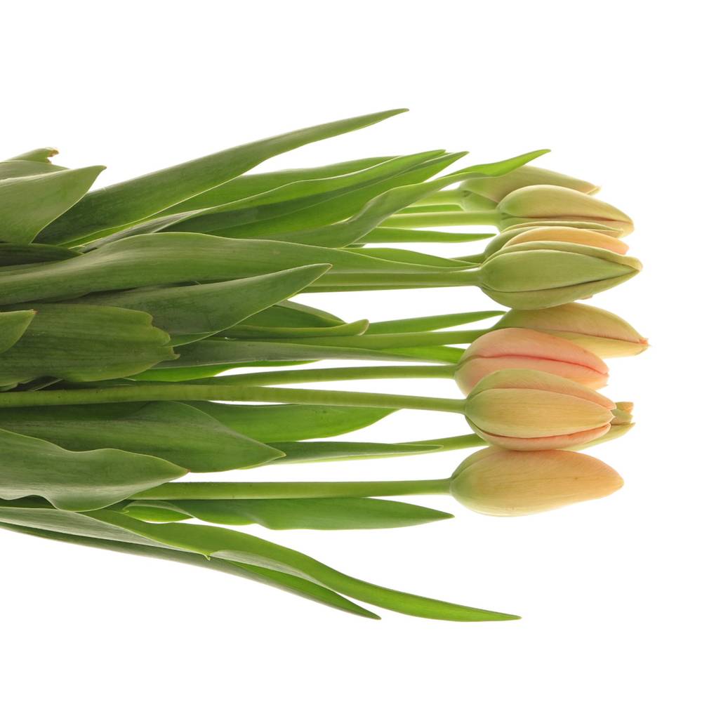 Franz.apricot Menton 60 Gramm 55cm