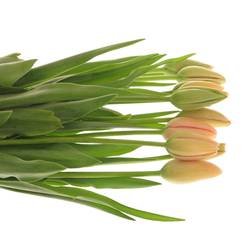 Franz.apricot Menton 60 Gramm 55cm