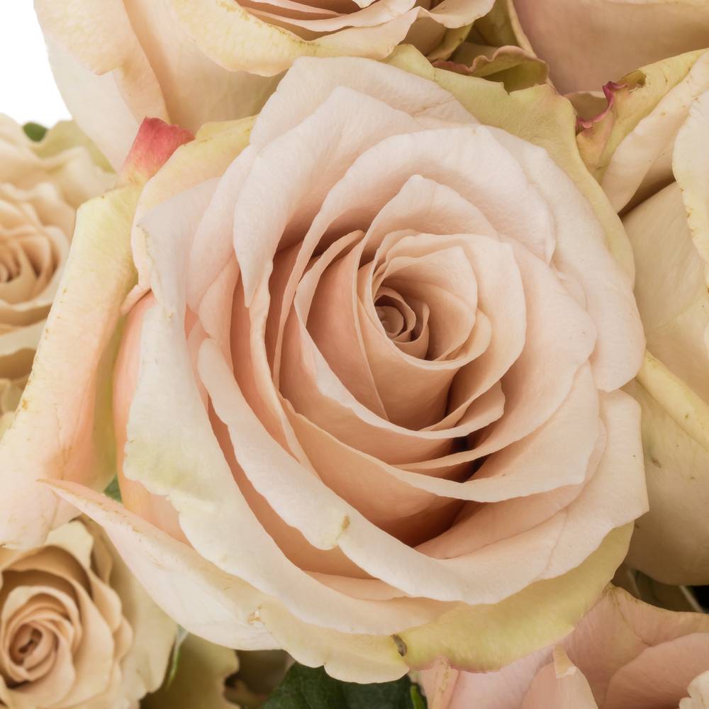 Rose apricot Quicksand (Ec) 40cm