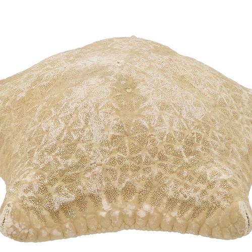Muscheln Seestern natur Pillow 20-25cm