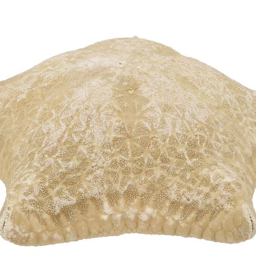 Muscheln Seestern natur Pillow 20-25cm