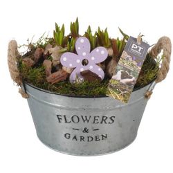 Muscari.Arr PTMB2628 T19 H19