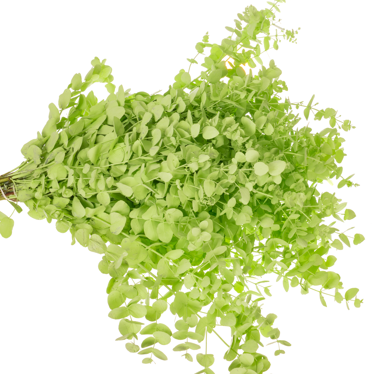 Populus mint gefärbt Cinerea 200 Gramm 60cm