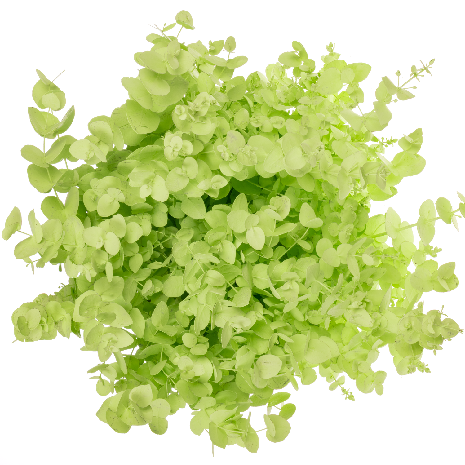 Populus mint gefärbt Cinerea 200 Gramm 60cm