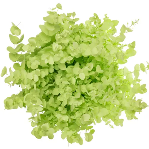 Populus mint gefärbt Cinerea 200 Gramm 60cm