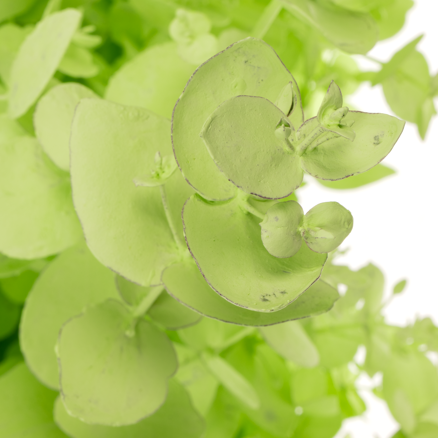 Populus mint gefärbt Cinerea 200 Gramm 60cm