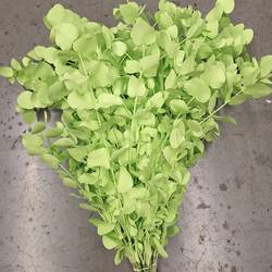 Populus mint gefärbt Cinerea 200 Gramm 60cm