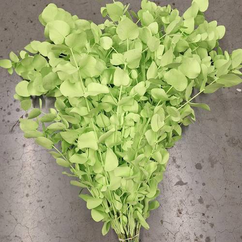 Populus mint gefärbt Cinerea 200 Gramm 60cm