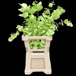 Populus mint gefärbt Cinerea 200 Gramm 60cm