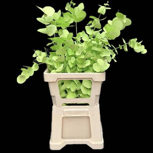 Populus mint gefärbt Cinerea 200 Gramm 60cm