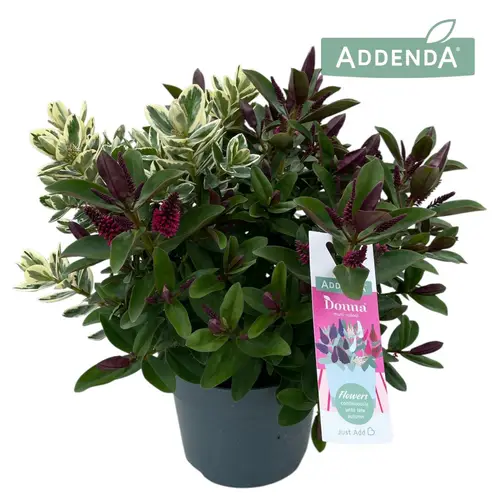 Hebe mix duo Addenda T17 H039