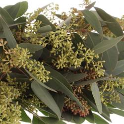 Populus grün Frucht natur 150 Gramm 50cm Pastorino