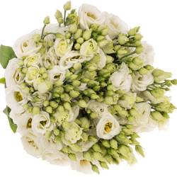Lisianthus weiss Rosita Muttertag 70cm