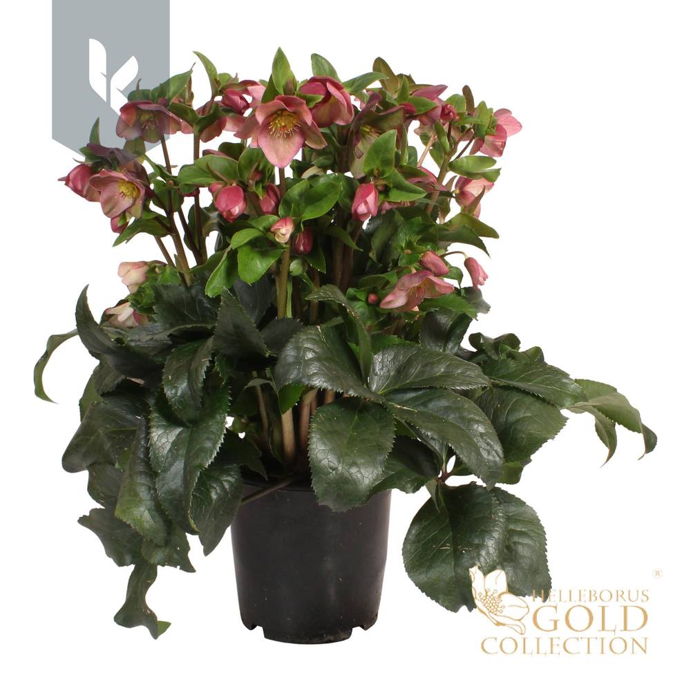 Helleborus HGC Ice N Roses lila T19 H070