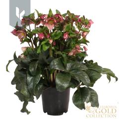 Helleborus HGC Ice N Roses lila T19 H070