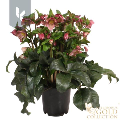 Helleborus HGC Ice N Roses lila T19 H070
