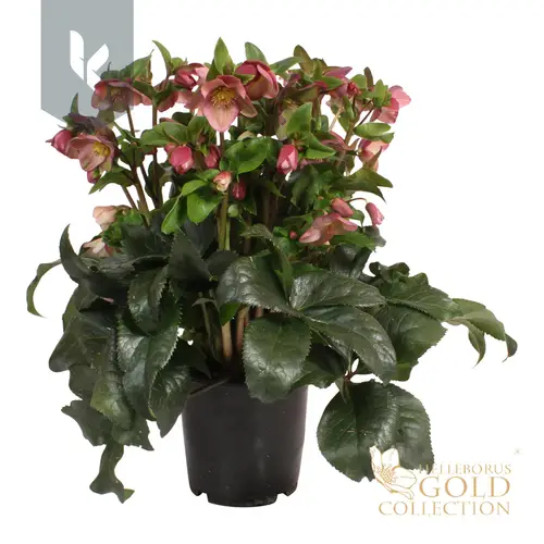 Helleborus HGC Ice N Roses lila T19 H070
