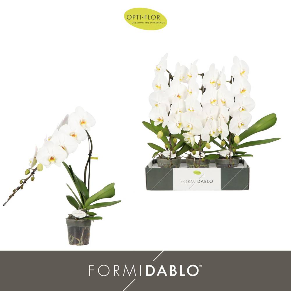 Phal.1-R weiss Formidablo Niagara T12 H060