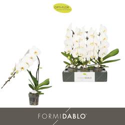 Phal.1-R weiss Formidablo Niagara T12 H060