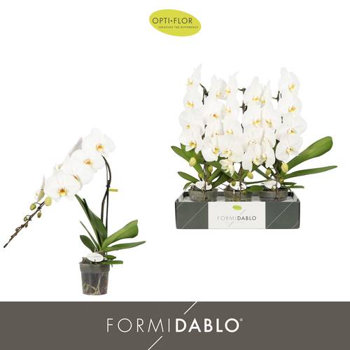 Phal.1-R weiss Formidablo Niagara T12 H060