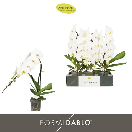 Phal.1-R weiss Formidablo Niagara T12 H060