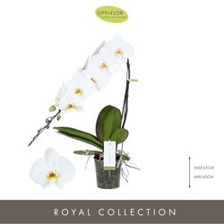 Phal.1-R weiss Formidablo Niagara T12 H50