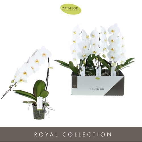 Phal.1-R weiss Formidablo Niagara T12 H50