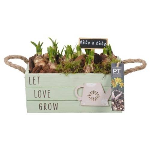 Narzis.Arr PTN8683 T23 H017