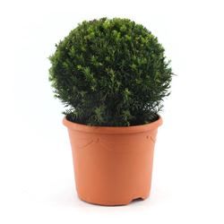 Taxus Kugel 32cm T26 H45