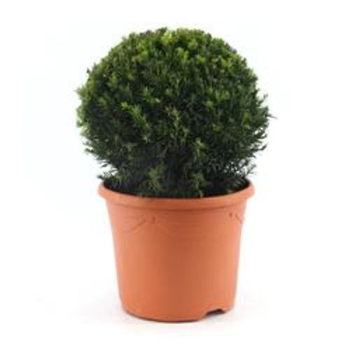 Taxus Kugel 32cm T26 H45