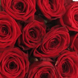 Rose rot Red Naomi Classic (Ende) 80cm