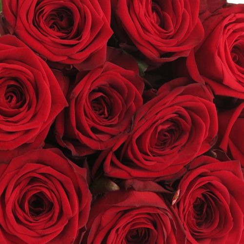 Rose rot Red Naomi Classic (Ende) 80cm