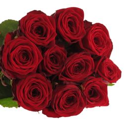 Rose rot Red Naomi Classic (Ende) 80cm
