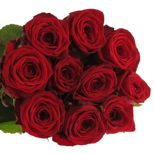 Rose rot Red Naomi Classic (Ende) 80cm