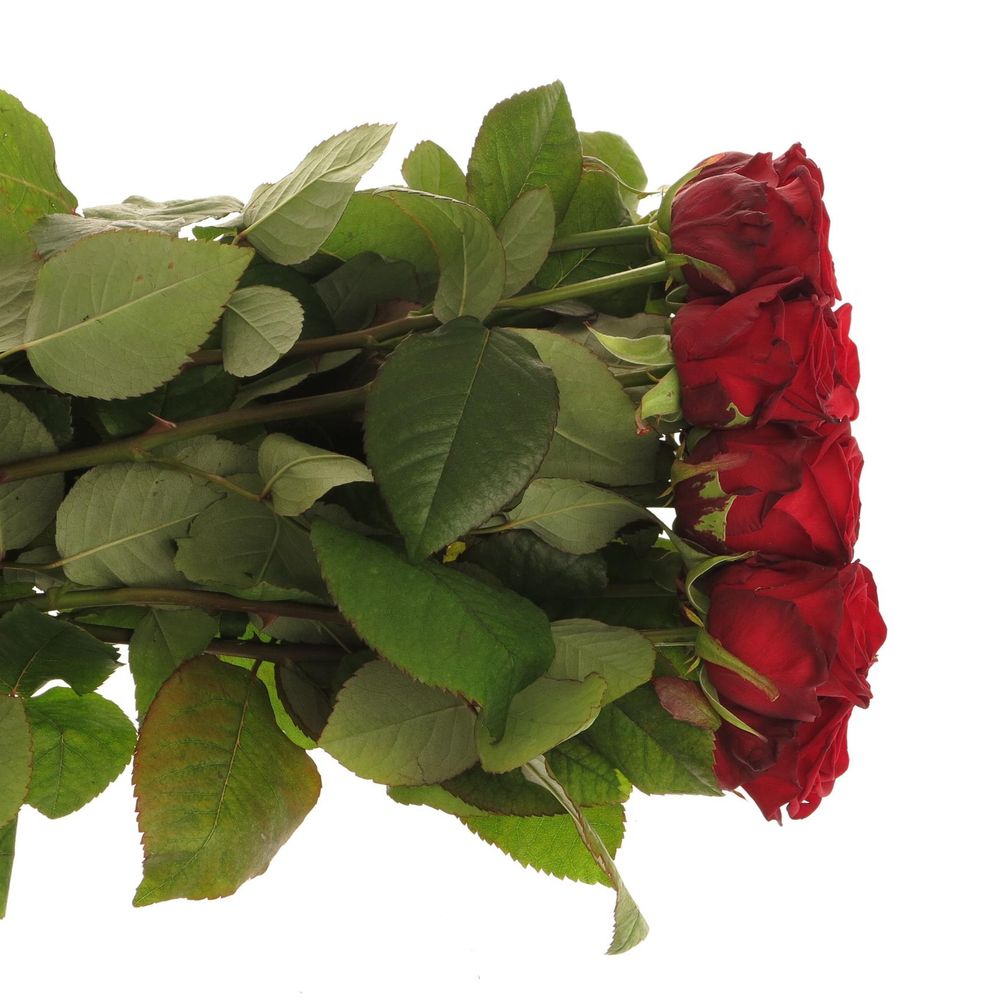 Rose rot Red Naomi Classic (Ende) 80cm