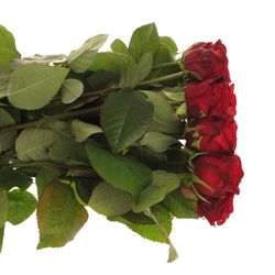 Rose rot Red Naomi Classic (Ende) 80cm
