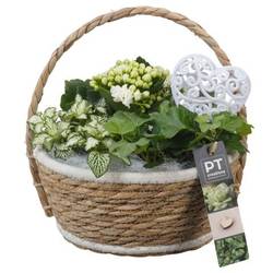 Kal.Arr PTVMB2339 T20 H025