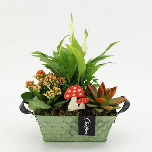 Spath.Arr-2546 Herbst T20 H030