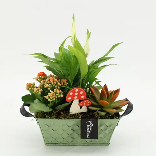 Spath.Arr-2546 Herbst T20 H030