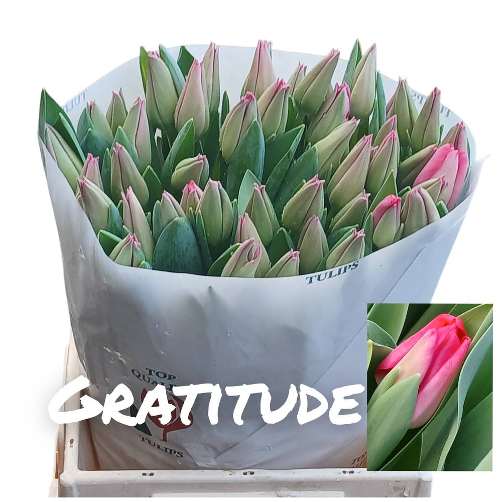 Tulpe rosa Gratitude 45 Gramm
