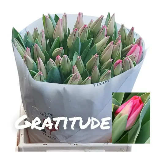 Tulpe rosa Gratitude 45 Gramm