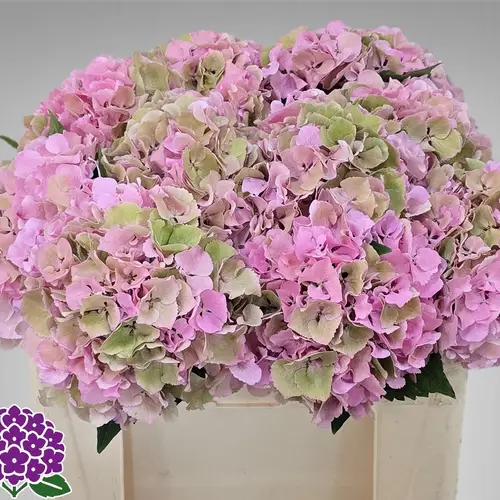 Hortensie rosa/grün Symphonie Classic Bol 17cm 50cm