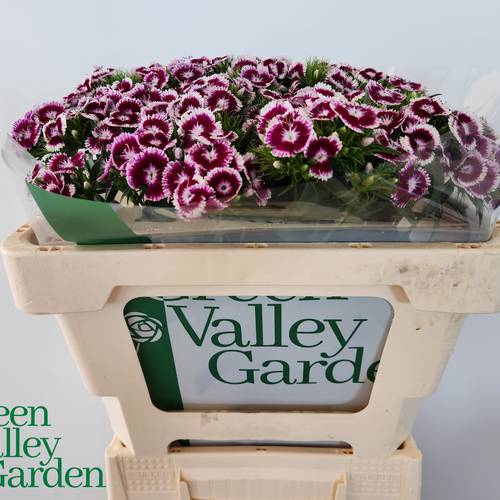 Bartnelke weinrotweiss Sweet Will Bicolour Purple 50cm