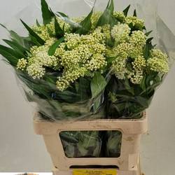 Aesclepia weiss 65cm
