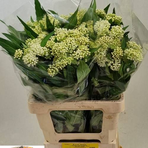 Aesclepia weiss 65cm