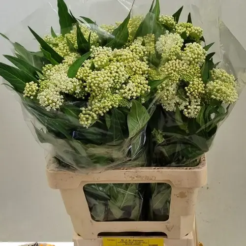 Aesclepia weiss 65cm